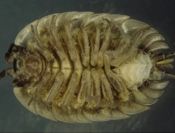 Woodlouse Undersida Med Ben — Stockfoto