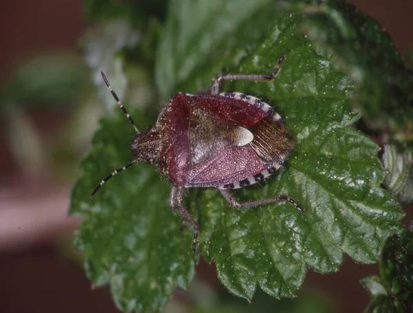 brown leaf bug crawls on leaf