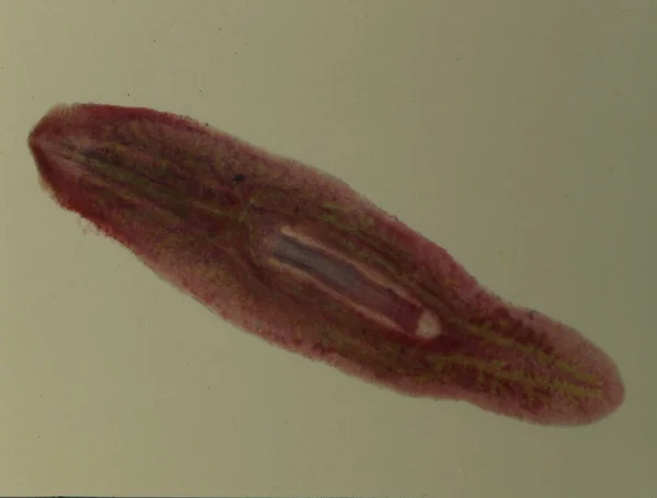 Parasitaire Bloedzuiger Onder Microscoop — Stockfoto