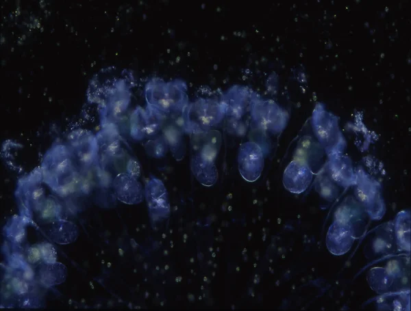Ciliates Amoebas Drops Water Microscope — Stock Photo, Image