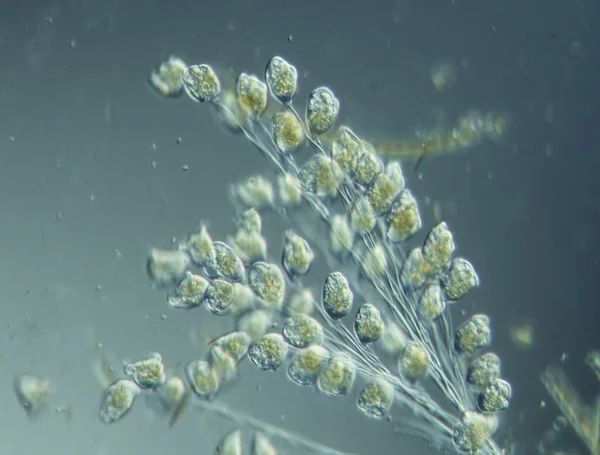 显微镜下水滴中的纤毛和阿米巴 — 图库照片