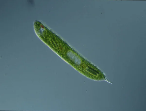Πράσινα Φύκια Μεγάλη Μεγέθυνση Στο Μικροσκόπιο — Φωτογραφία Αρχείου
