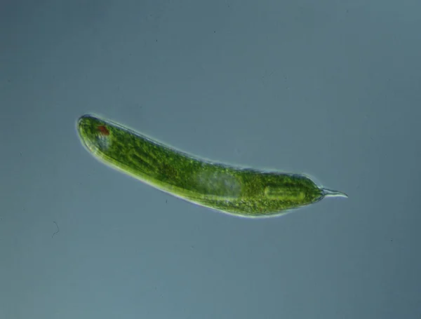 Groene Algen Bij Hoge Vergroting Onder Microscoop — Stockfoto