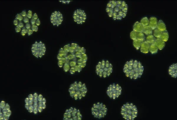 Zöld Algák Nagy Nagyításban Mikroszkóp Alatt — Stock Fotó