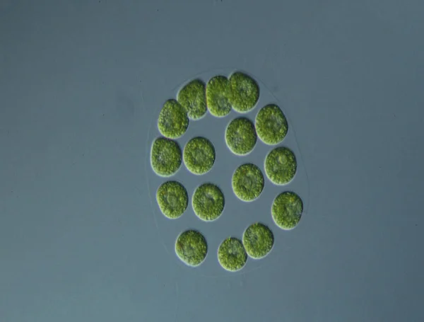 Gröna Alger Vid Hög Förstoring Mikroskop — Stockfoto
