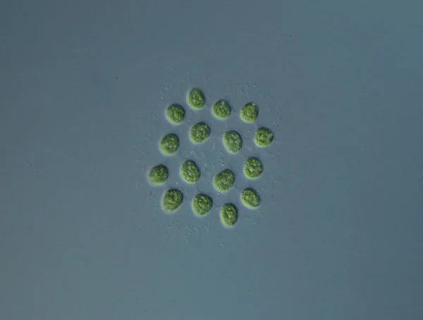 Algas Verdes Alta Ampliação Sob Microscópio — Fotografia de Stock