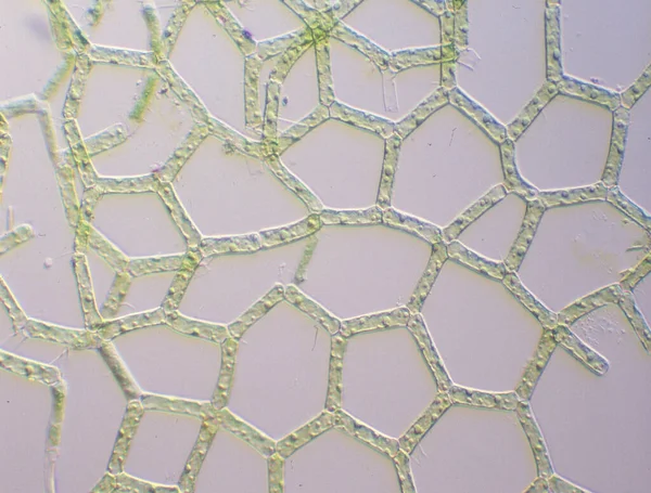 Algas Verdes Con Alto Aumento Bajo Microscopio — Foto de Stock