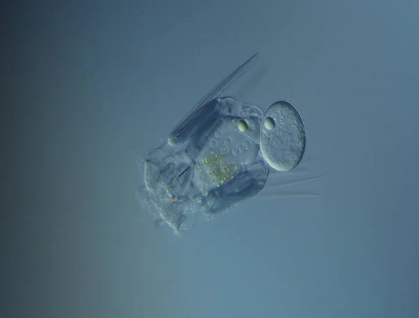 轮虫在显微镜下在水里游泳 — 图库照片