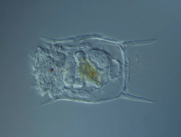 Rotifers Zwemmen Het Water Onder Microscoop — Stockfoto