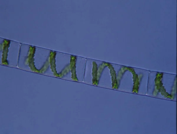显微镜下螺旋藻Spyrogyra — 图库照片