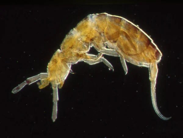 Springtail Insect Microscope — Stock Photo, Image