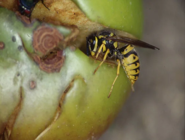 黄蜂在落果时吃苹果 — 图库照片