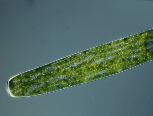 Algas Verdes Con Alto Aumento Bajo Microscopio —  Fotos de Stock