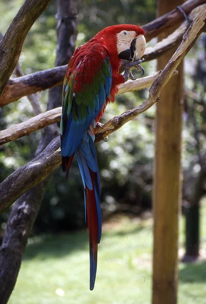 Papagaios Amazônia Com Plumagem Amarela Azul Vermelha — Fotografia de Stock