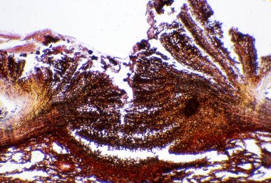 Bir ağaç gövdesinin kahverengi kabuğunun kesit kesiti 100 x