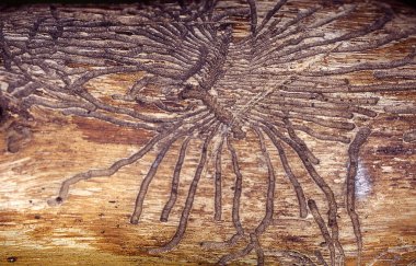 Ağaç kabuğunda kabuk böceği izleri var.