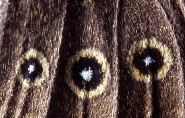 Kanat pulları olan bir kelebeğin kahverengi kanadı