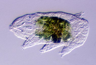 Karnında yiyecek olan tardigrad mikroskop altında su damlalarıyla 200x
