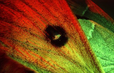 Çizim ve kanat pullu kanatları yut.