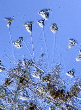 Mikroskop altında çan hayvanları kolonisi. 100 kat fazla.