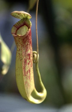 green tropical carnivorous pitcher plant clipart