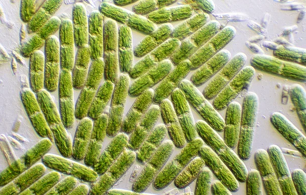 Tapete Algas Algas Verdes Com Cloroplastos — Fotografia de Stock