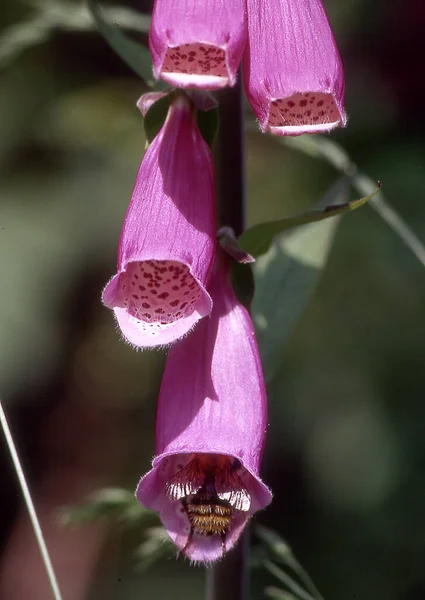 Blüten Des Roten Fingerhuts Mit Besuch Bei Einer Hummel — Stockfoto