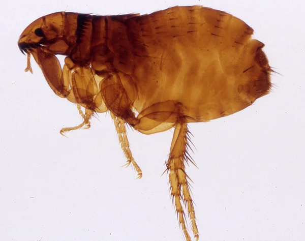 Bruine Hondenvlo Met Lange Veerpoten Stekende Mondstukken — Stockfoto