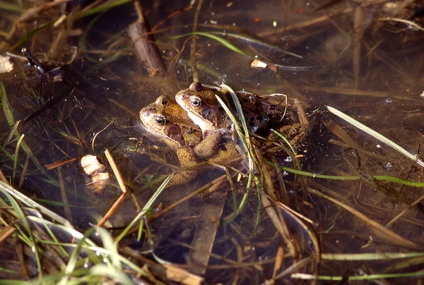 Gewöhnliche Frösche Zur Paarungszeit Teich — Stockfoto