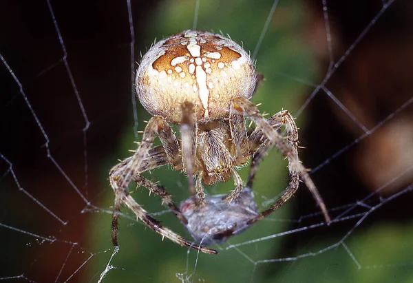 庭のクモはクモの巣で獲物をパック — ストック写真