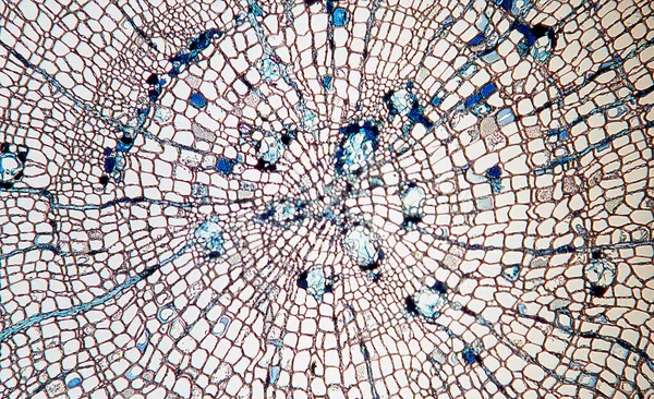 Rama Madera Sección Transversal Bajo Microscopio 50X — Foto de Stock