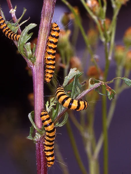 Geel Zwart Gestreepte Rupsen Geërodeerde Planten — Stockfoto