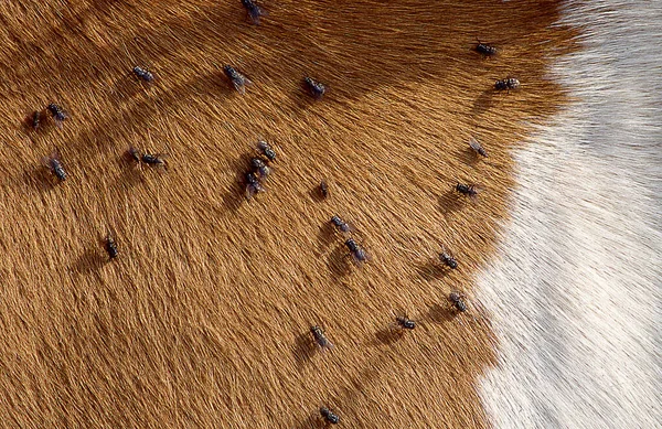 Sineklerle Dolu Kahverengi Beyaz Sığır Derisi — Stok fotoğraf