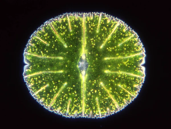 Algas Ornamentais Micrasterias Microscópio — Fotografia de Stock