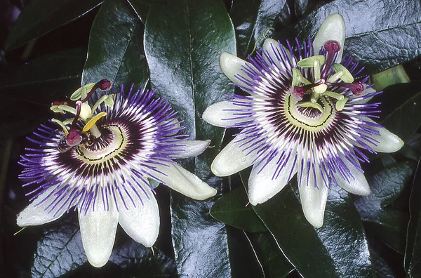 Blue Yellow Flowers Passion Flower — Stock Photo, Image