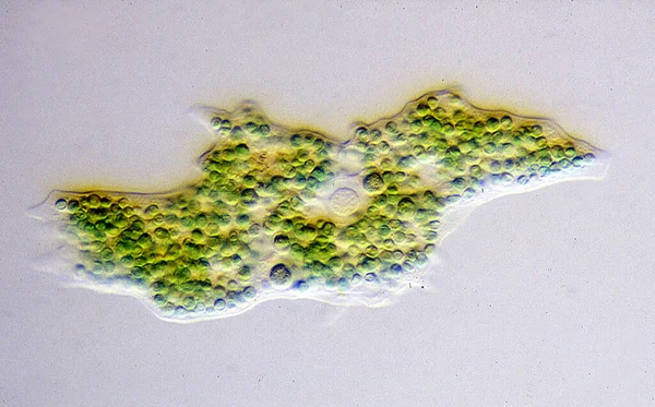 Amöbe Mit Scheinfüßen Frisst Algen — Stockfoto