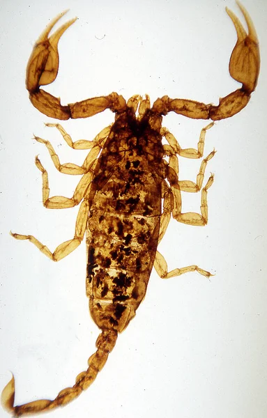 Brown Scorpion Pliers Sting — Stock Photo, Image