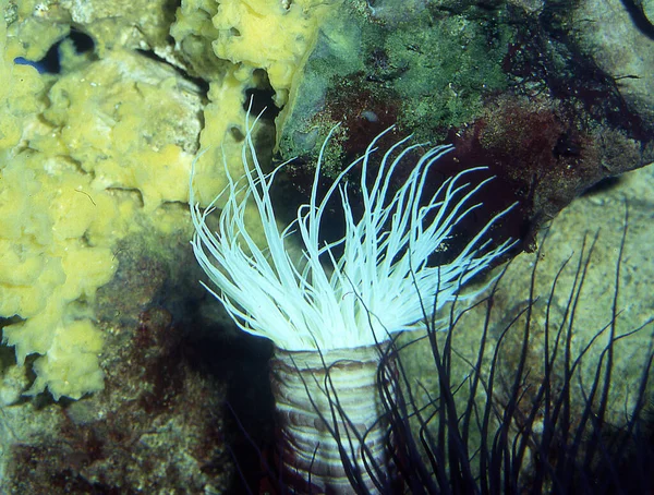 Anêmona Mar Está Preso Fundo Mar — Fotografia de Stock