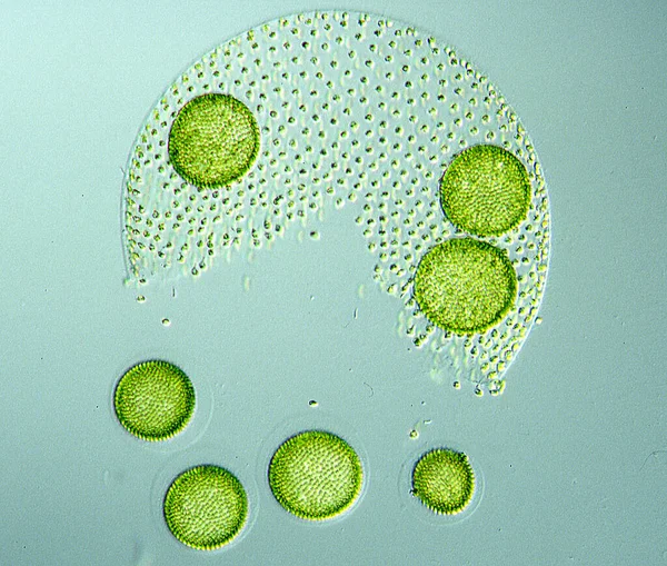 Algas Verdes Esféricas Volvox Agua — Foto de Stock