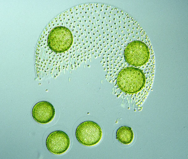 Spherical Green Algae Volvox Water — Stock Photo, Image