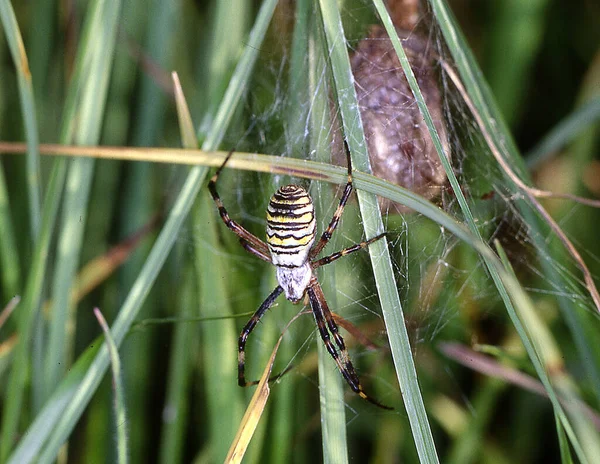 Wespenspinne Spinnt Ihr Netz Tief Gras — Stockfoto