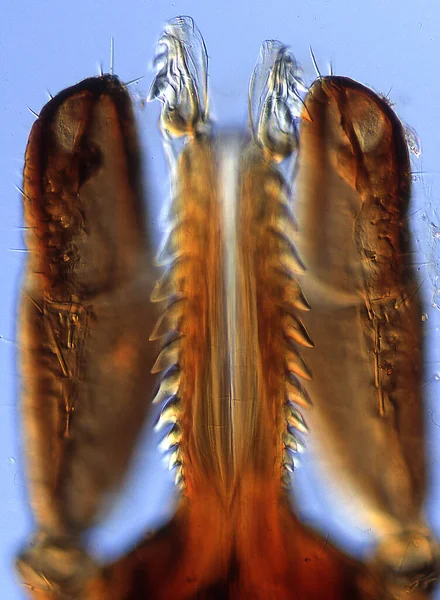 brown tick with stinging mouth tools under the microscope 200x