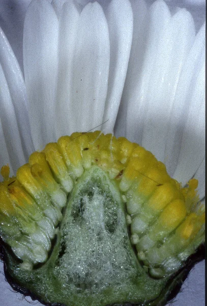 Hosszanti Szakasz Egy Virágon Keresztül — Stock Fotó
