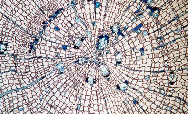 Ramo Madeira Seção Transversal Sob Microscópio 50X — Fotografia de Stock