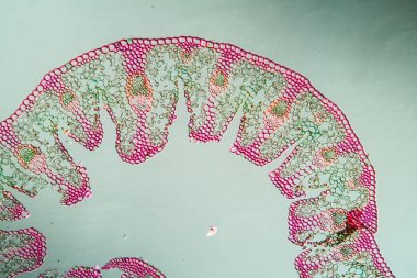 Sahildeki çimen yaprağı kesit 100x