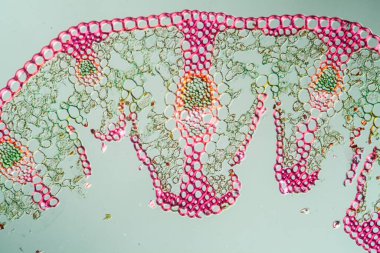 Sahildeki çimen yaprağı kesit 100x