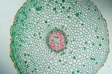 Çapraz bölüm 100x 'de sığırkayması sapı