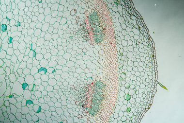 Çapraz bölüm 100x 'de sığırkayması sapı