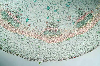 Çapraz bölüm 100x 'de sığırkayması sapı