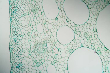 Nilüfer çiçeğinin enine kesiti 100x